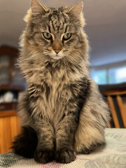 Full length portrait of a tabby long-haired cat with green eyes