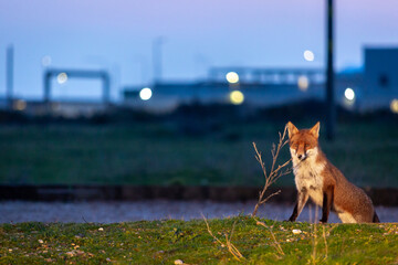 Red Fox or Vulpes vulpes close-up, Image shows the lone fox on the edge of a pebbled car park 