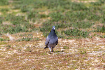 A pigeon walking on the ground