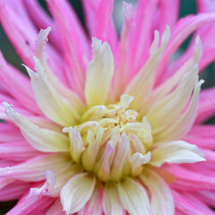Close-up of beautiful pink dahlia flower,
