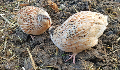 domesticated japanese quail,dispute over the worm