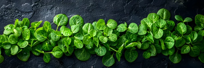 Fotobehang Vegetable Themed Healthy Nutrition Concept, Dark green leaves of Creeping jenny plants for background and wallpaper, Polyscias Scutellria or usually called Daun Mangkokan in Javanese © Touqeer