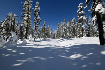 Winter Scene in Lassen National Forest 