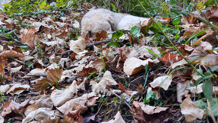 sleeping dog in autumn