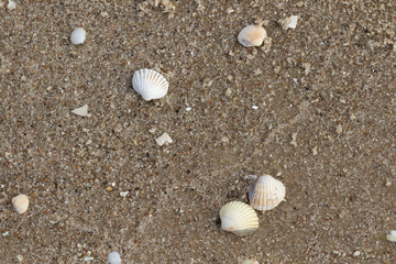 A few seashells on the sand in a seaside town © Rafal Kopec Photo 