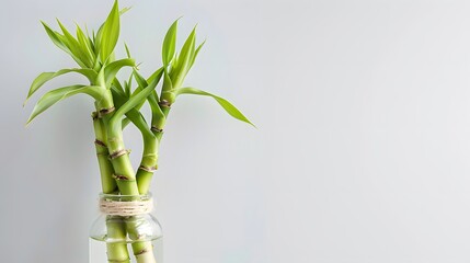 Bamboo shoots growing in a bottle, against a white background.