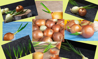 Collage.Growing green onions at home. ecological product