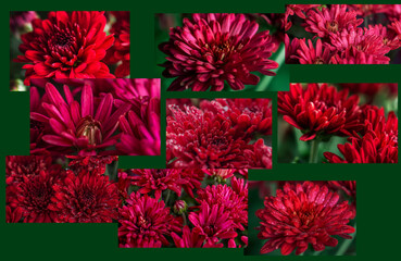 Collage of chrysanthemum flowers close-up. Floral background.