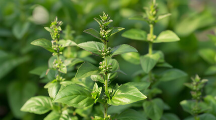 sprig of holy basil seeds, prized for their adaptogenic and stress-relieving effects