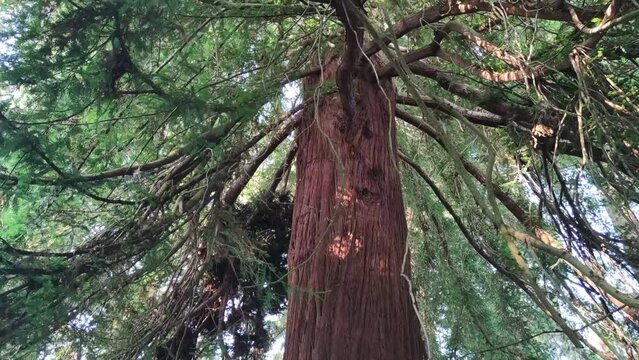 Looking up at a cedar tree