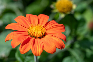 Close up of a Mexican sunflower (tithonia rotundifolia) in bloom