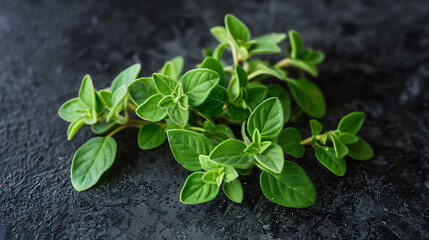 sprig of oregano, prized for its antimicrobial and anti-inflammatory effects - obrazy, fototapety, plakaty