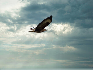 buzzard flying midair