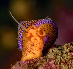 Calliostoma annulatum	