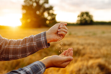 The hands of a farmer close up pour a handful of wheat grains in a wheat field. New crop season,...