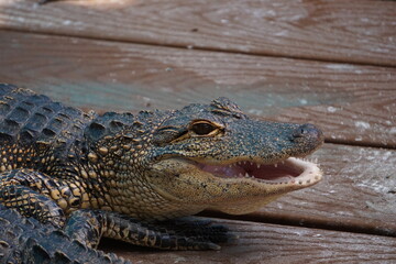 Close-Up eines jungen Alligators mit geöffneten Maul und scharfen Zähnen