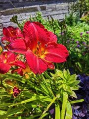 Vibrant Red Daylily Bloom in Community Garden, Eye-Level View