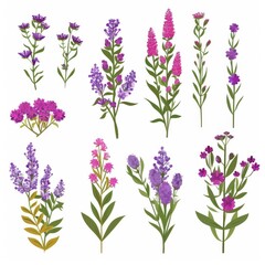 Obraz premium Statice Flower Icon Set, Garden Statice Flower Flat Design, Abstract Statice Flower Symbol