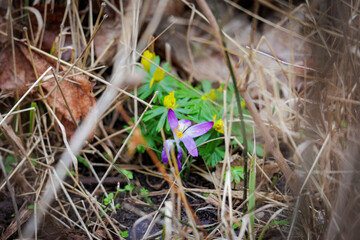 A crocus and winter aconites bloom hidden in the grass at the edge of the forest near Siebenbrunn