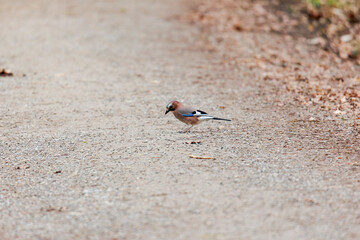 A jay searches for food on a forest path in the woods near Siebenbrunn