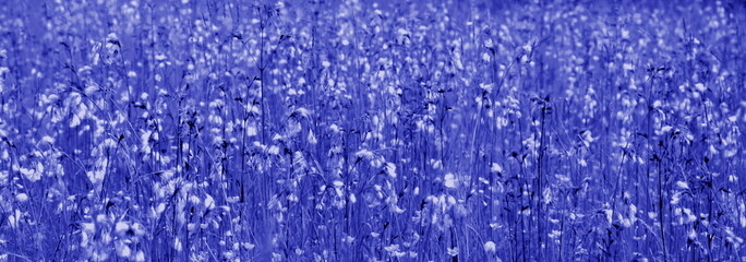 Flower meadow in blue and white, abstract for cover, banner and as background, Abstract background...