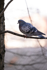 Dove on a tree branch