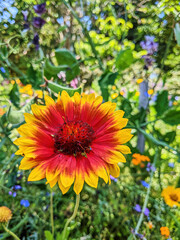 Vibrant Red and Yellow Bloom with Soft Bokeh Garden Background