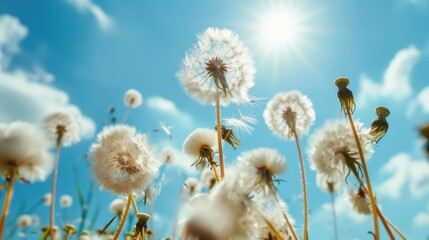 Dandelion field with blue sky and sun, low angle view. - obrazy, fototapety, plakaty