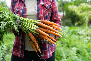 A good harvest of carrots in women's hands close-up, organic vegetables from the garden