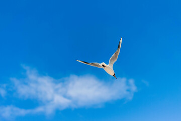 Obraz premium seagull in the sky