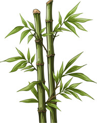 Fototapeta na wymiar bamboo illustration isolated on transparent background. 
