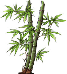 bamboo illustration isolated on transparent background. 
