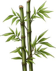 Fototapeta na wymiar bamboo vector illustration isolated on white background. 