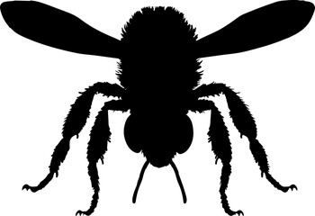 bee vector illustration isolated on transparent background. 
