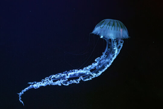 Jellifish South american sea nettle, Chrysaora plocamia swimming in dark water of aquarium tank with blue neon light. Aquatic organism, animal, undersea life, biodiversity