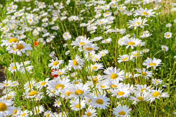 Wild chamomile flowers growing on meadow, lawn, white camomiles, daisy on green grass background. Oxeye daisy, Leucanthemum vulgare, Daisies, Common daisy, Dog daisy, Gardening concept.