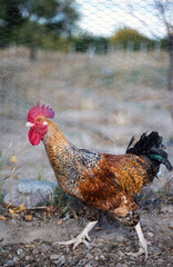 rooster waking outside organic farming © orhan