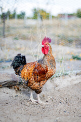 rooster waking outside organic farming © orhan