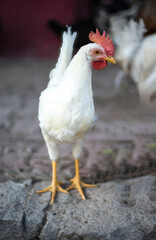 White chicken full body organic farming