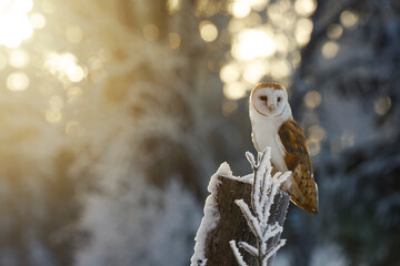 Owl at frosty sunrise. Barn owl, Tyto alba, perched on snowy fence at countryside. Beautiful bird...