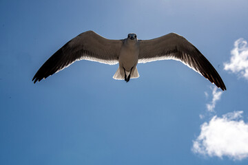 Gaviota en el cielo 