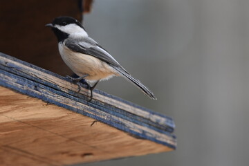 La Plaine 7 Mars 2024