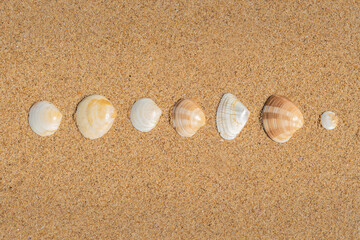 Fototapeta na wymiar Brown and yellow patterned shells on a beach laying on golden sand arranged artistically in a line