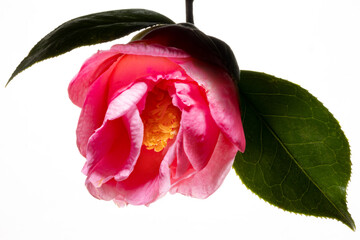 椿の花のクローズアップ