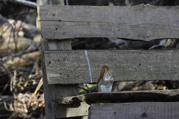 La Plaine 7 Mars 2024