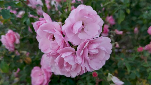Pink rose bush from close