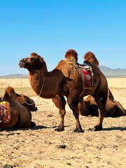 Fototapeta premium Camels, Elsen Tasarkhai, Mongolia
