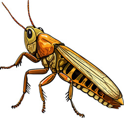 locust illustration isolated on transparent background. 
