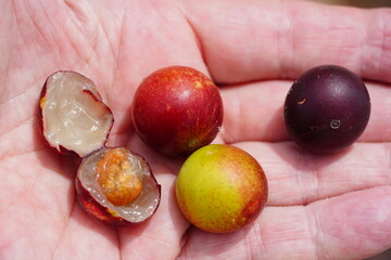 Ripe Camu Camu fruits (Myrciaria dubia), fresh and partially cut cross-sectionally. This is a rare fruit in Amazon rainforest, which is healthy and has the highest concentration of natural vitamin C.