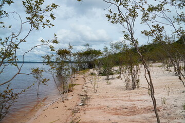 The Moon Beach near Manaus, Brazil. Wild growing Camu Camu shrubs on the river banks Rio Negro.  Camucamu (Myrciaria dubia) is a rare tropical fruit with the highest concentration of vitamin C.